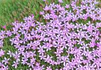 Cushions of tiny mid pink flowers over grey foliage